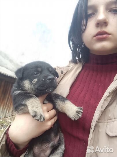 Щеночки в добрые руки