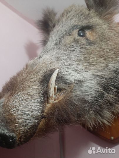 Чучело головы кабана