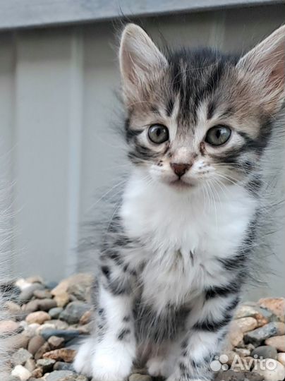 В добрые руки