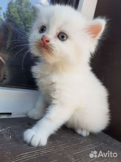 Котята скотиш фолд