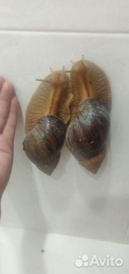 Улитка ахатины 7 шт большие и мелкие в подарок
