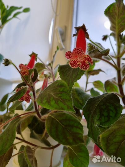 Обмен комнатными растениями