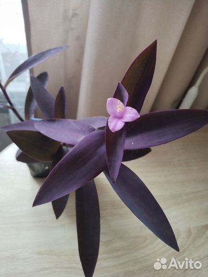 Традесканция фиолетовая