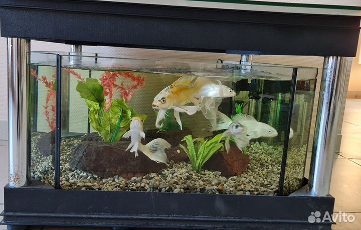 Аквариум с рыбками бу