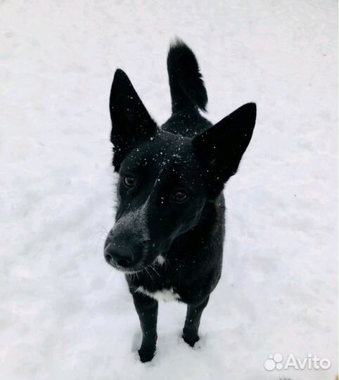 Небольшая собачка ищет хозяина