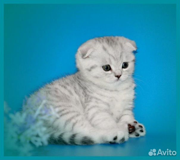 Шотландские котята элитные