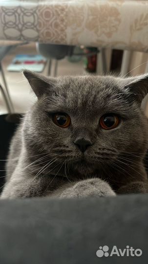 Британская кошка