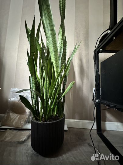 Сансевиерия щучий хвост