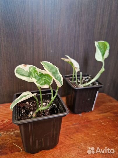 Эпипремнум Н-Джой