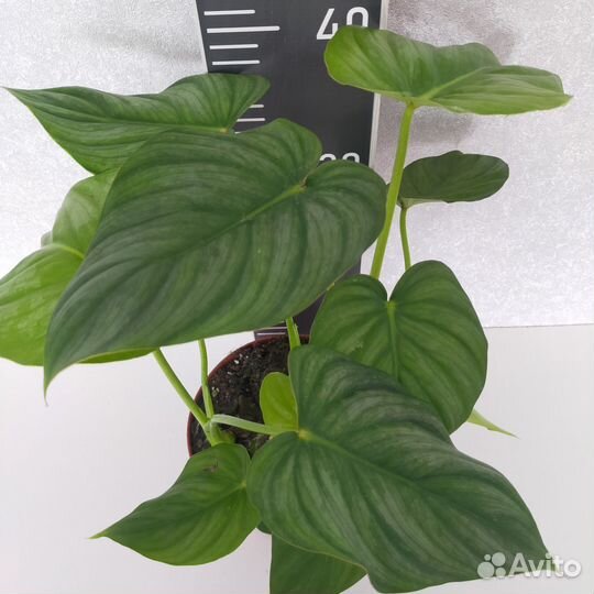 Филодендрон Пастазанум Сильвер