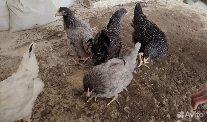 Цыплята бройлеры