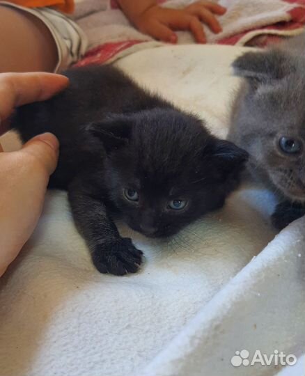 Котята британцы