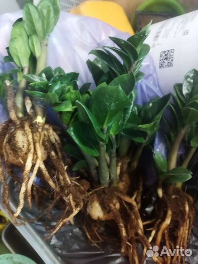 Замиокулькас зензи жук