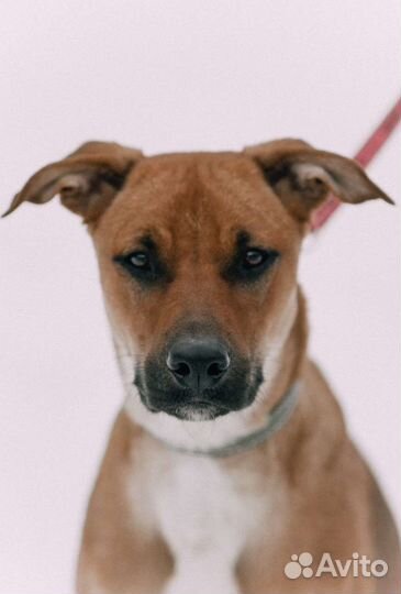 В добрые руки