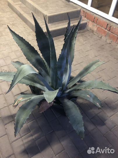 Продаётся цветок «Агава»