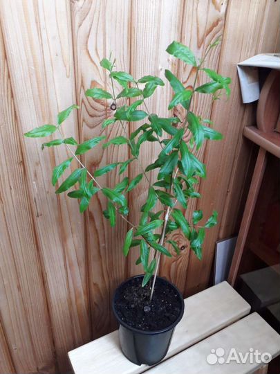 Гранат мини карфаген