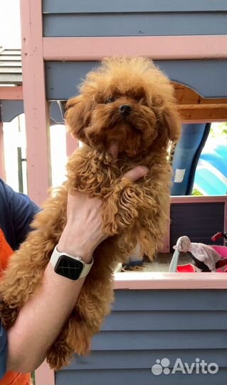 Девочка тедди пудель