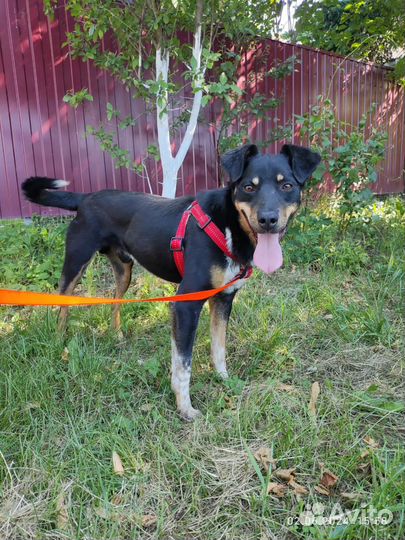 Собака в добрые руки