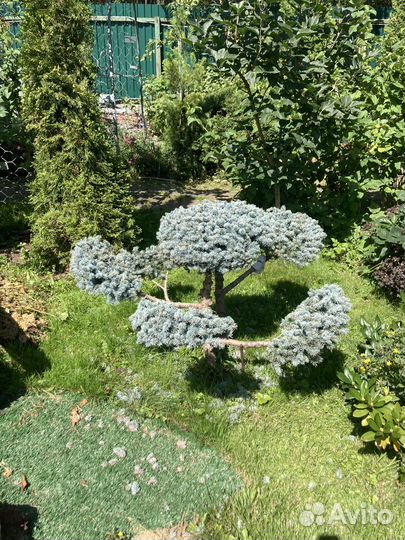 Растения для сада