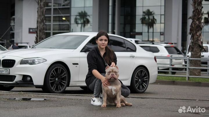 Американский булли вязка