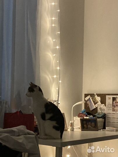 Кошка