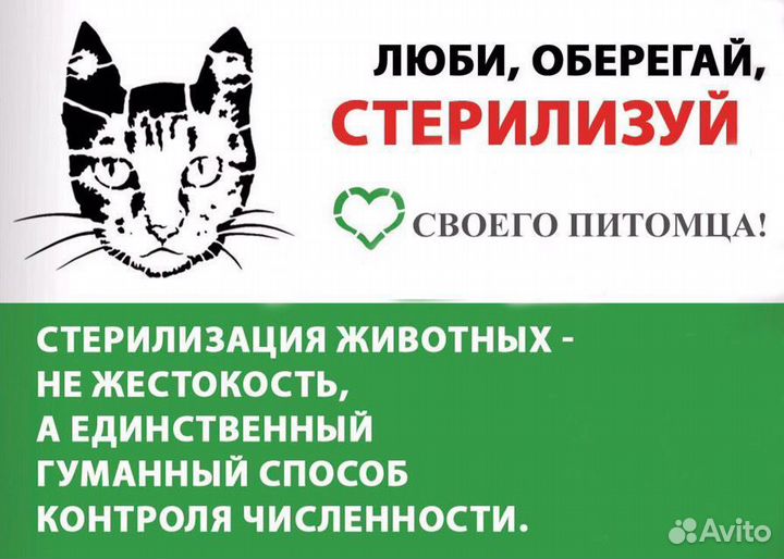 Стерилизация,кастрация кошек и собак на дому