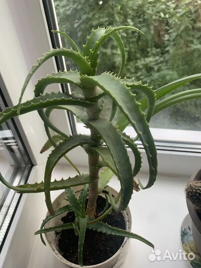 Цветы домашние в горшках