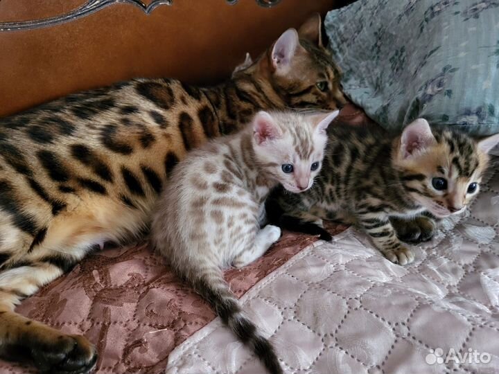Бенгальские котята