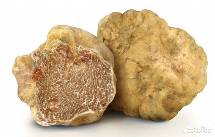 Трюфель белый white truffle bianchetto (tuber borc