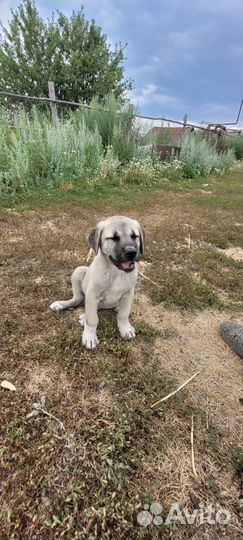 Продаются щенки