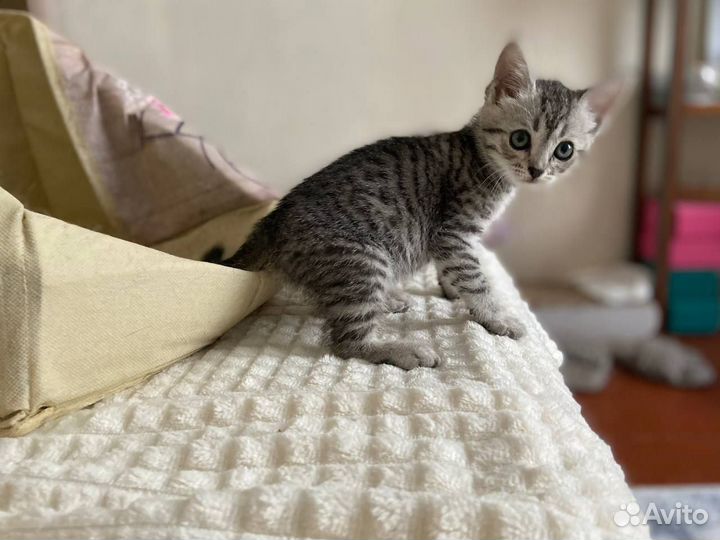 Котенок Чуня ищет дом