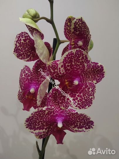 Орхидея
