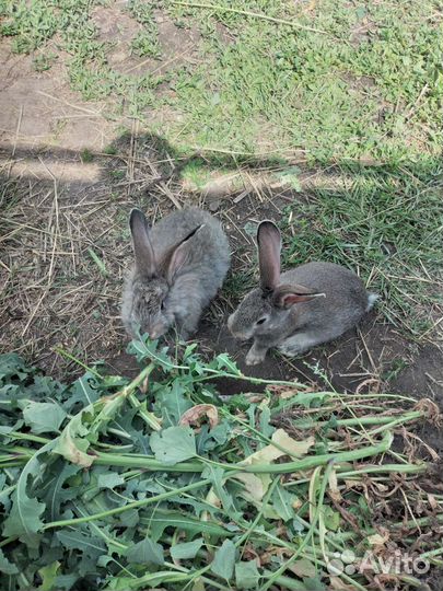 Кролики простые и пуховые