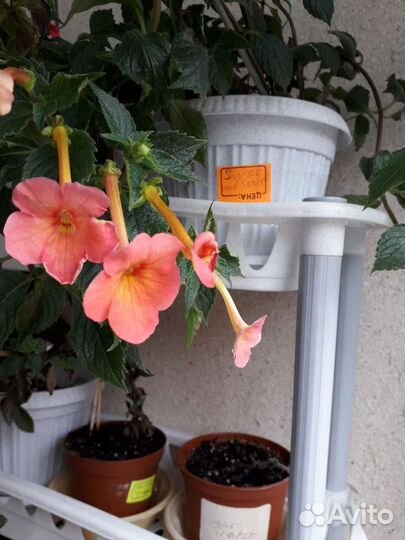 Ахименесы сортовые