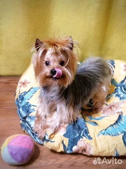 Домашний Любимец. Йорочка 3года