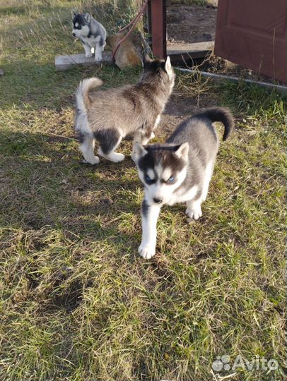 Щенки хаски
