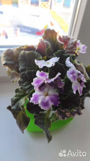 Детки сортовых фиалок хорошо пророщенные