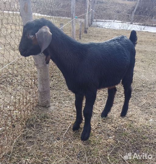 Козёл нуб-битал(вязка,продажа)