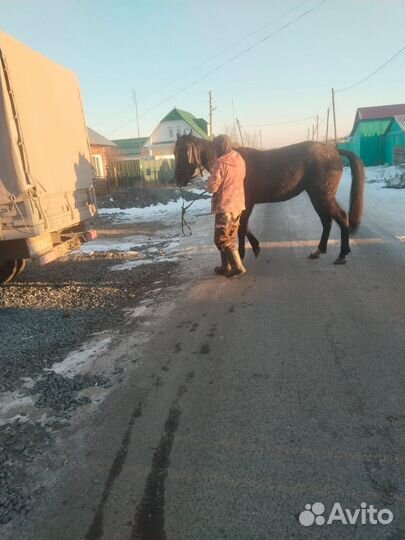 Лошадь Орловская