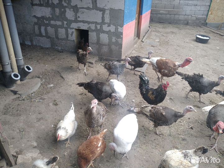 Яйца инкубационные Индейки