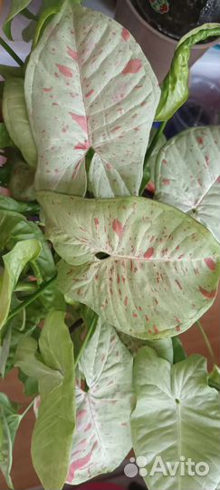 Коллекционные сингониумы,сциндапсусы,монстеры