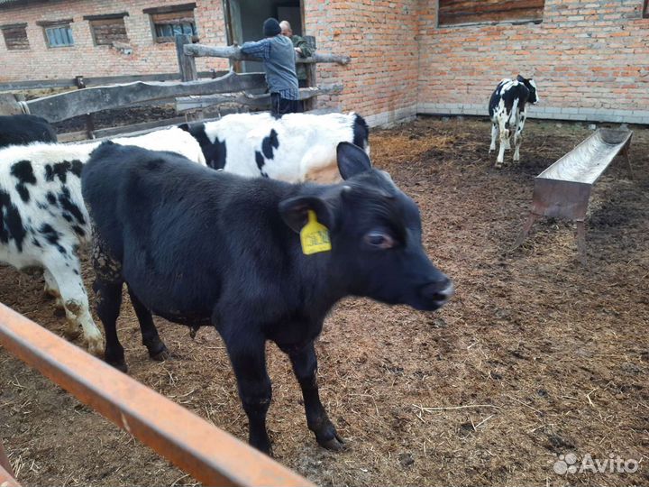 Быки на племя