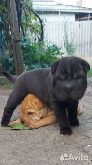 Щенки шарпей