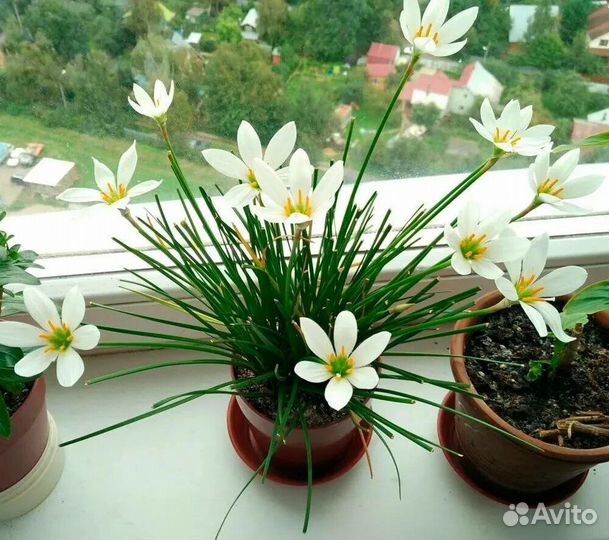 Луковицы Зефирантеса