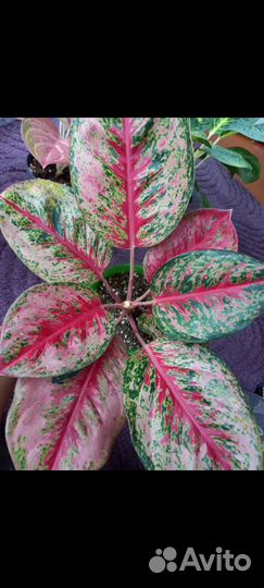 Аглаонема Род Нерф