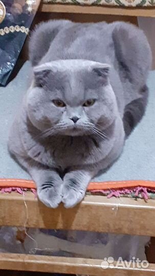 Британский кот на вязку