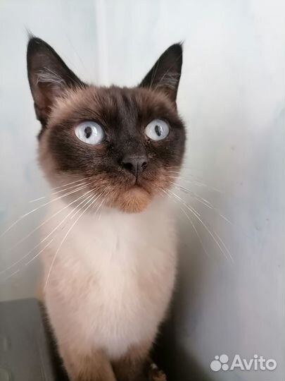 Сиамская кошка