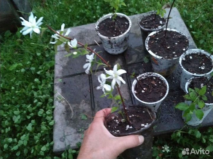 Дейция, чубушник венечный 