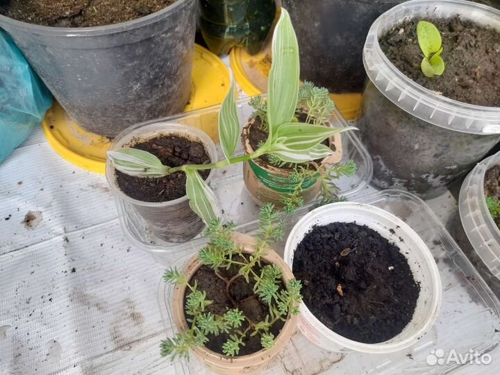 Традесканция белая