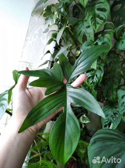 Филодендрон гитаровидный Philodendron panduriforme